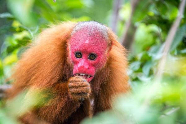 Curiosidades do macaco - Sinais faciais coloridos