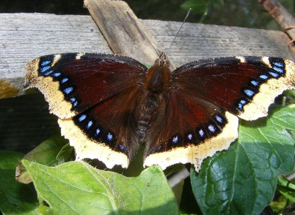 Ciclo de vida da borboleta - Fases, características e curiosidades - Tempo de vida de uma borboleta
