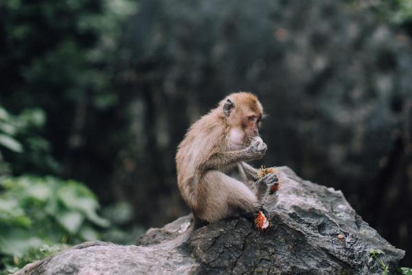Curiosidades do macaco - Uso sofisticado de ferramentas