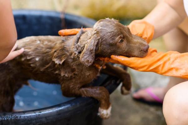 Vinagre para pulgas em cães - remédio caseiro - Veneno para carrapato em spray