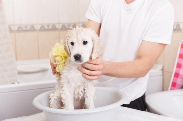 Vinagre para pulgas em cães - remédio caseiro