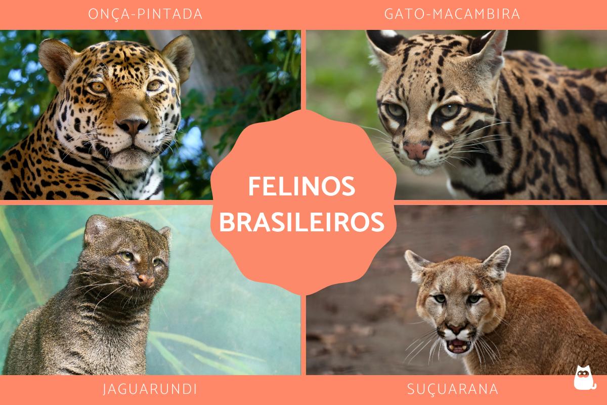 Felinos brasileiros