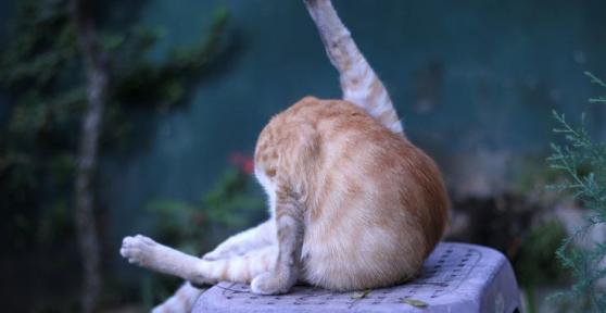 Minha gata lambe muito suas partes íntimas: causas e o que fazer