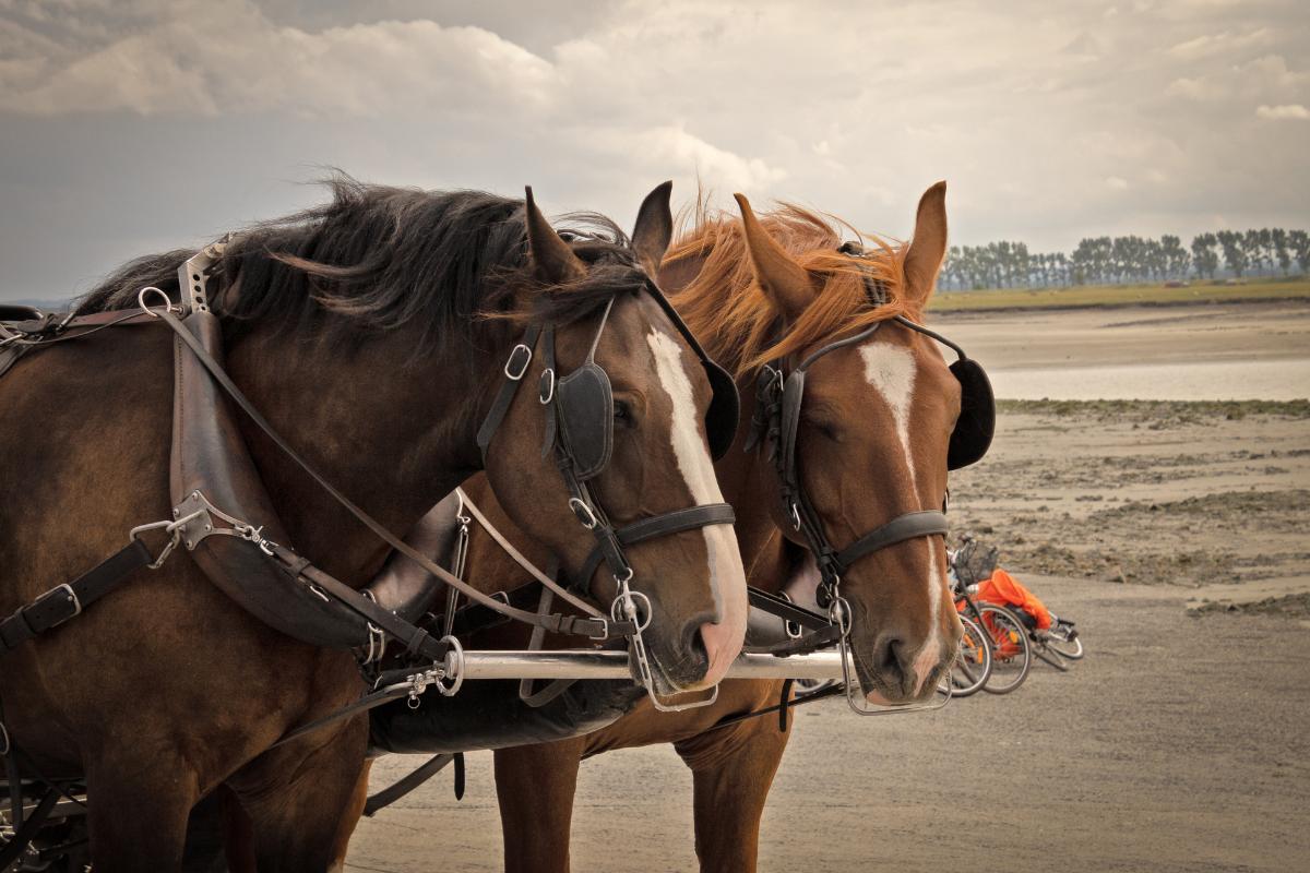Tipos de arreio para cavalos