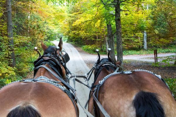 Tipos de arreio para cavalos - Tipos de arreio para cavalos de acordo com o uso e a disciplina