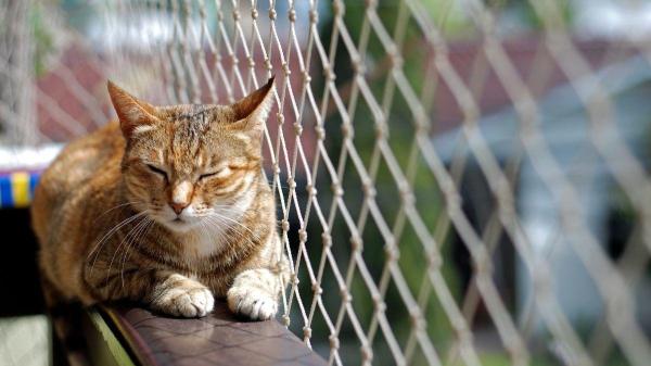 Como ter uma casa pet friendly - Atenção especial à segurança em cozinhas e varandas
