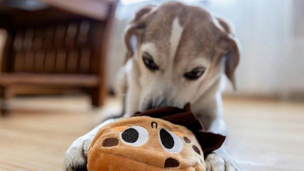 Como ter uma casa pet friendly - Como cuidar da limpeza em uma casa pet friendly