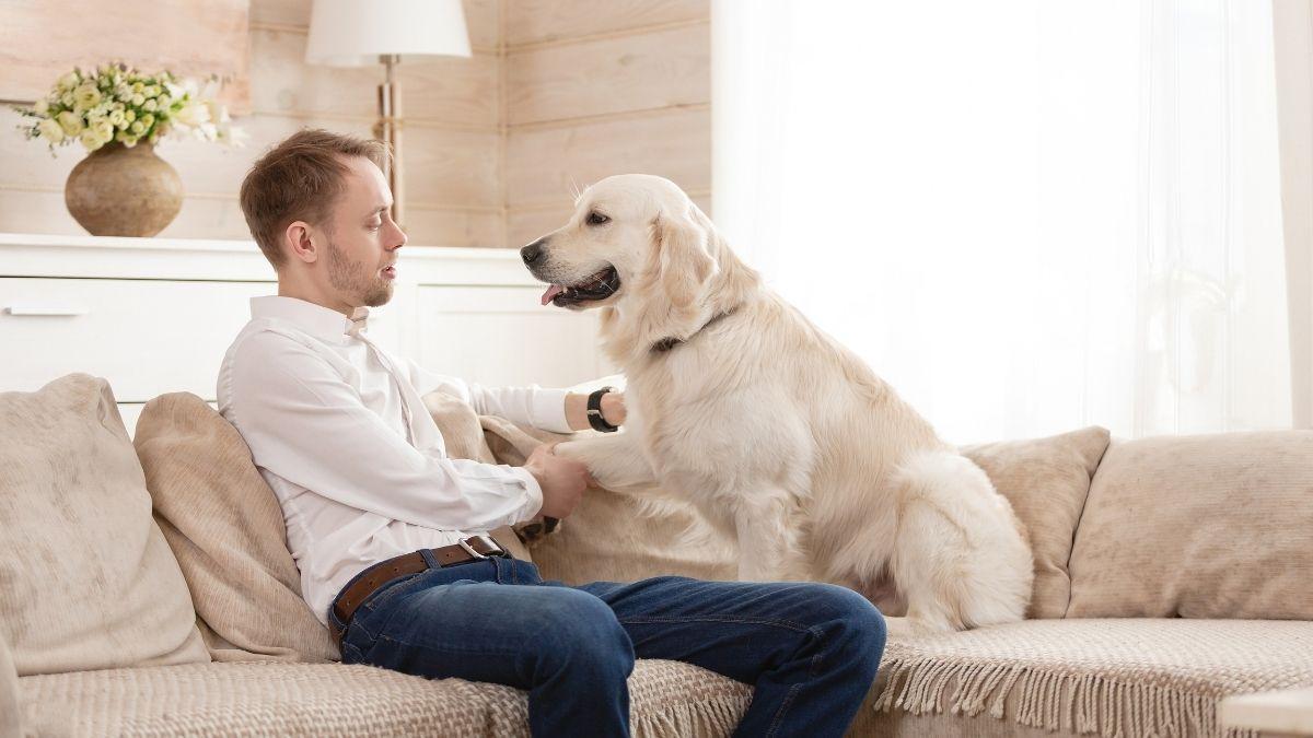Como ter uma casa pet friendly