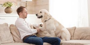 Como ter uma casa pet friendly