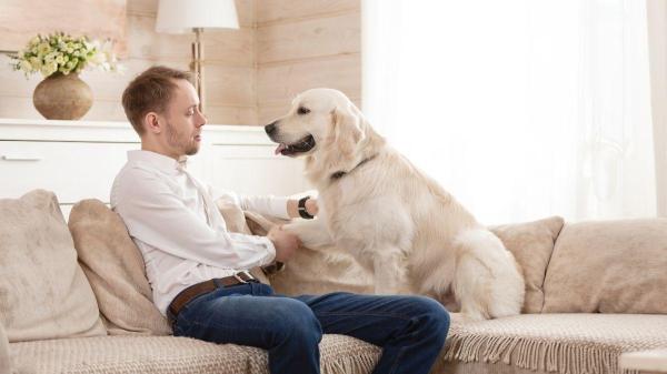 Como ter uma casa pet friendly