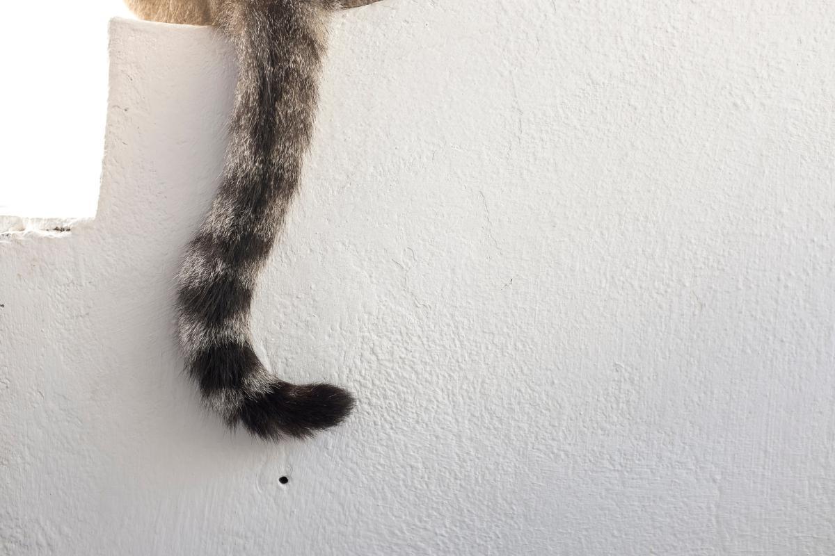 Gato balançando a cauda como uma cascavel - O que significa?