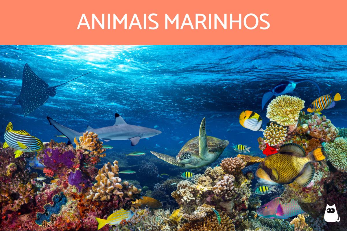 Animais marinhos - Características, exemplos e curiosidades
