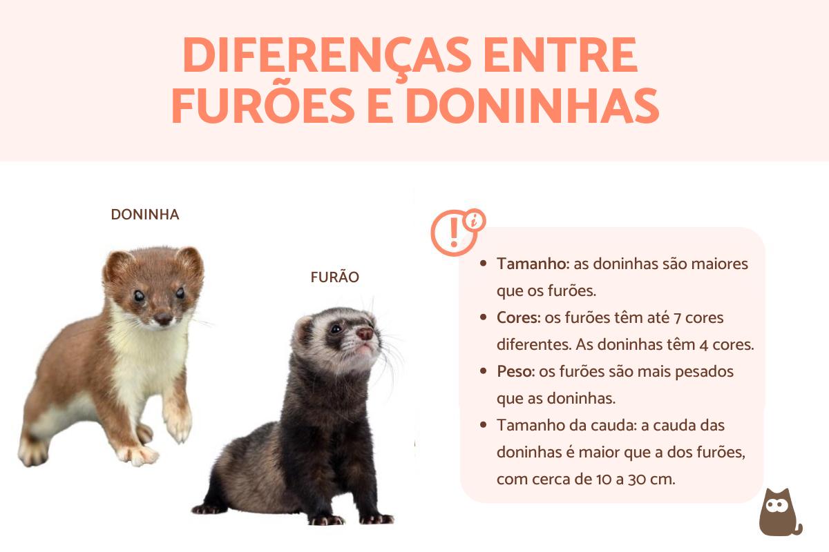 Diferenças entre furões e doninhas