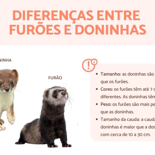 Furao Arminho Diferencas Entre Furao, Doninha, Fuinha, Arminho,