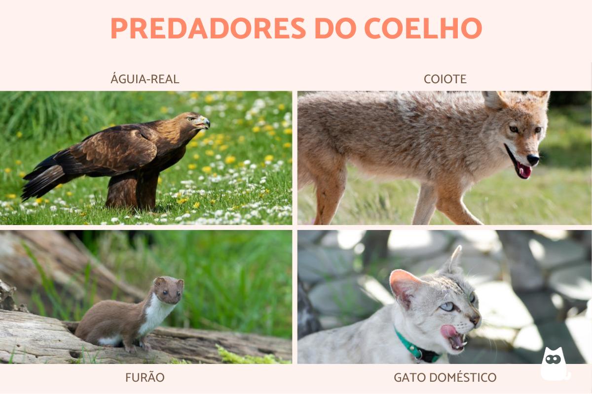 Predadores do coelho