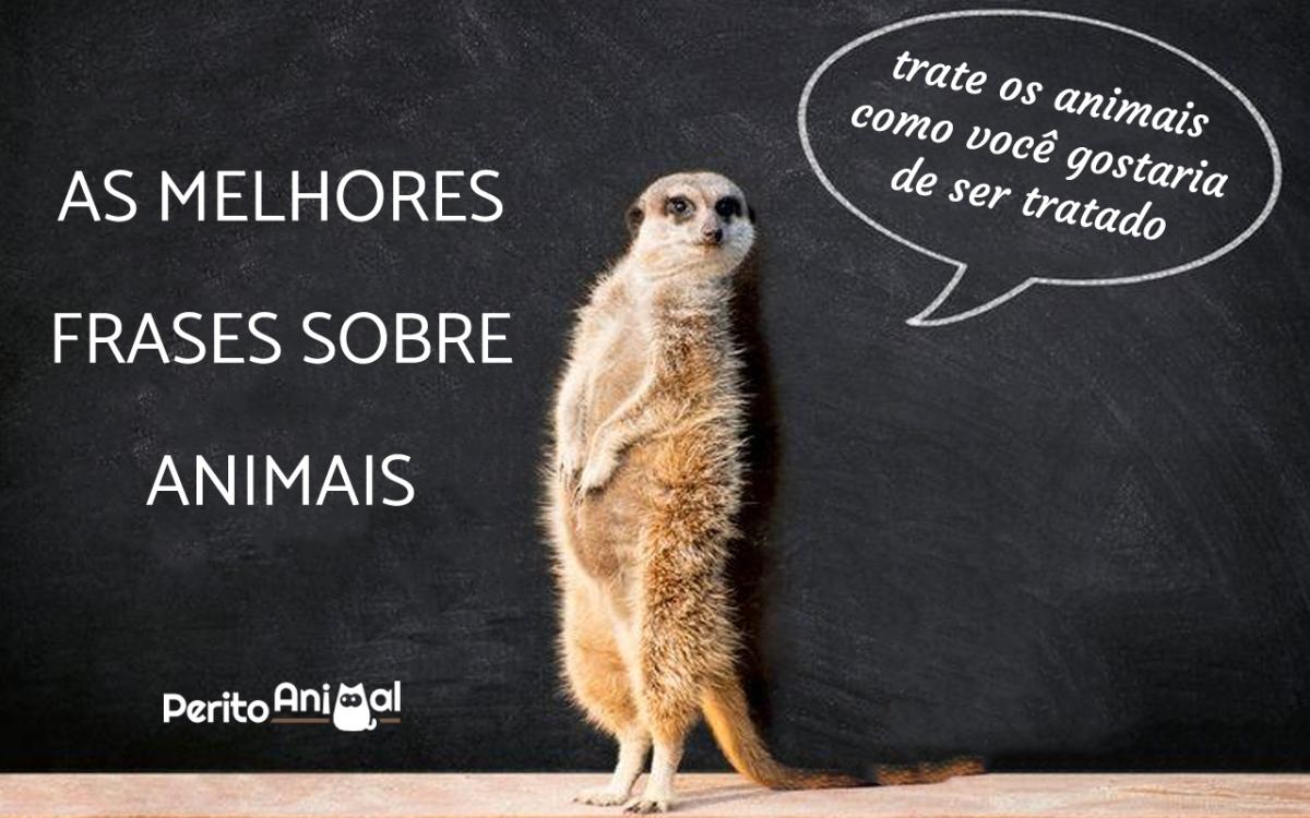 Frases sobre animais