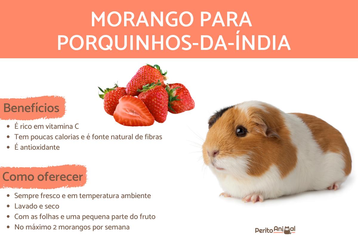 Porquinho-da-índia pode comer morango?