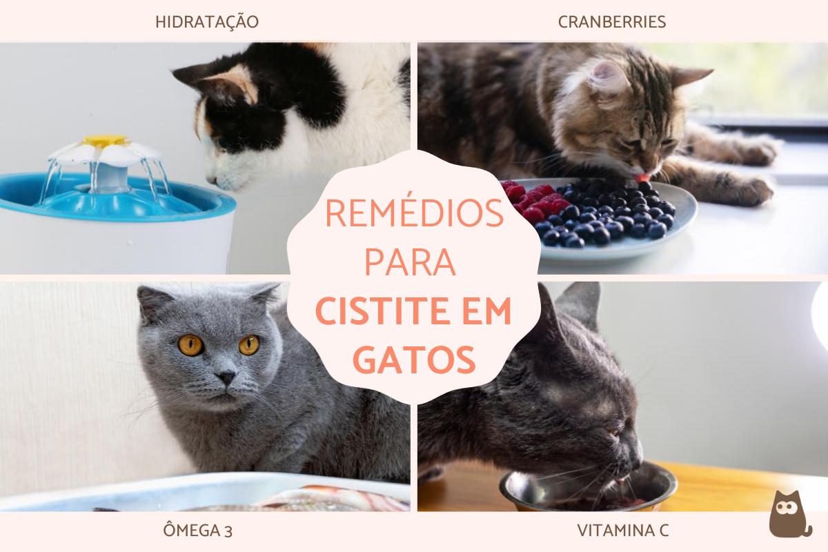 Remédios para cistite em gatos