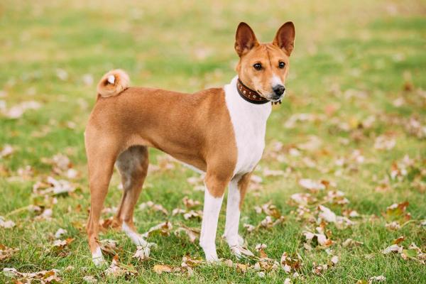 Cachorros menos inteligentes - Basenji