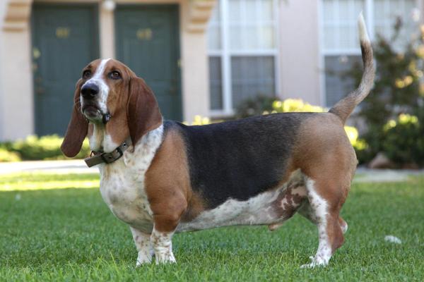 Cachorros menos inteligentes - Basset hound