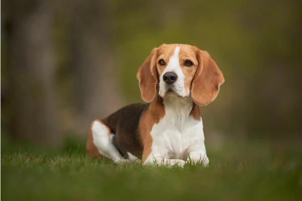 Cachorros menos inteligentes - Beagle