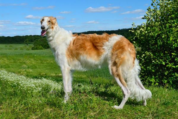 Cachorros menos inteligentes - Borzoi