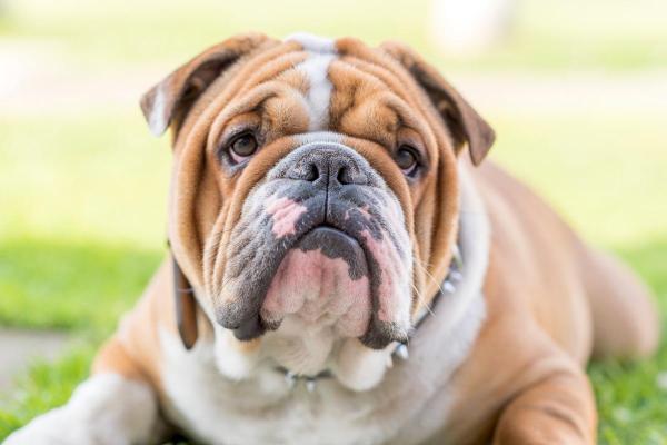 Cachorros menos inteligentes - Buldogue inglês