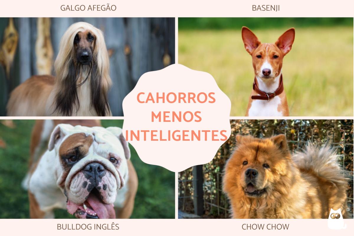 Cachorros menos inteligentes