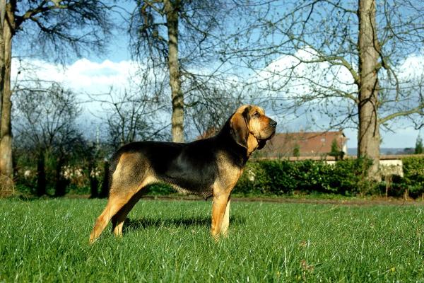 Cachorros menos inteligentes - Cão-de-Santo-Humberto