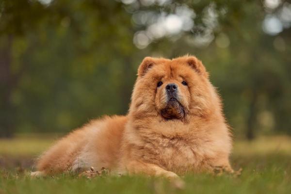 Cachorros menos inteligentes - Chow-chow