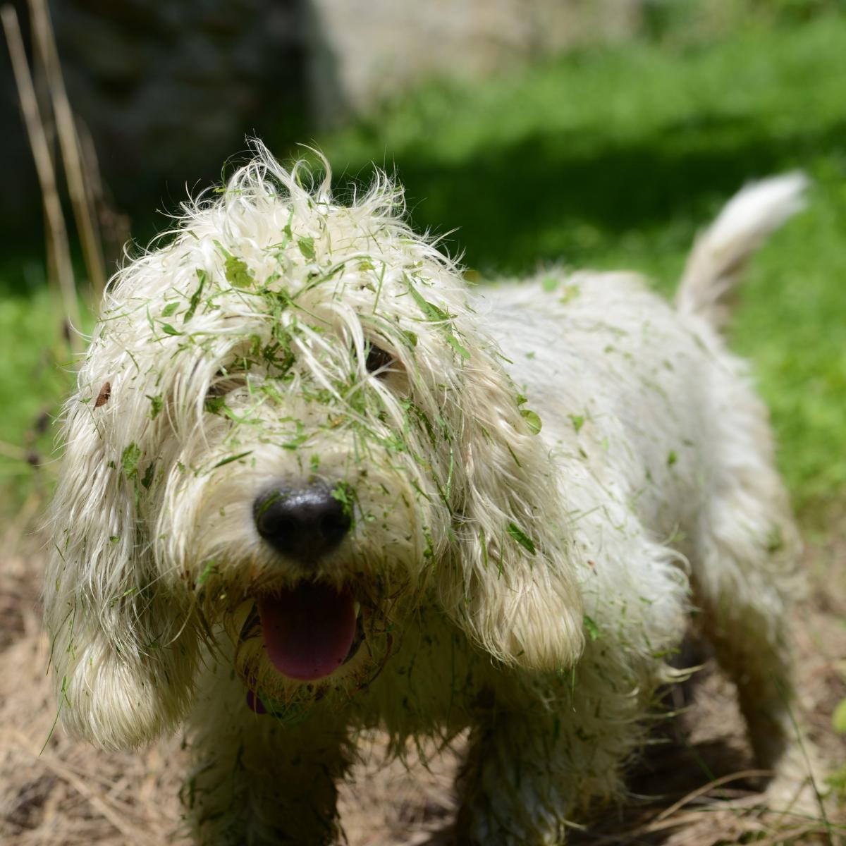 Coisas estranhas que os cachorros fazem