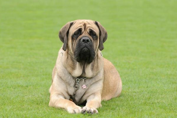 Cachorros menos inteligentes - Mastim