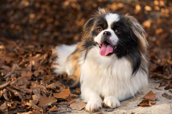 Cachorros menos inteligentes - Pequinês