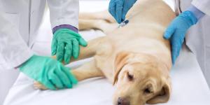 Cachorro com dor de barriga: sinais