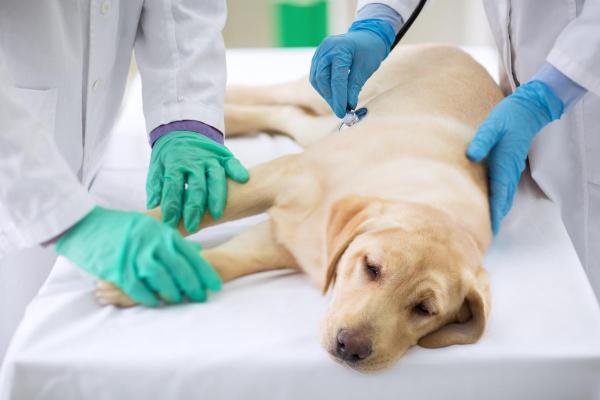 Cachorro com dor de barriga: sinais