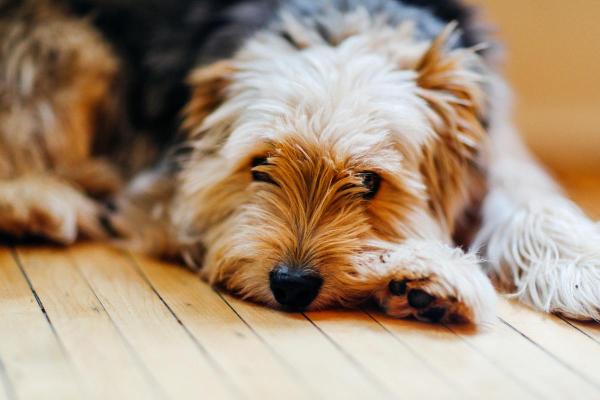 Cachorro com dor de barriga: sinais - Como se manifesta a dor abdominal em cães?