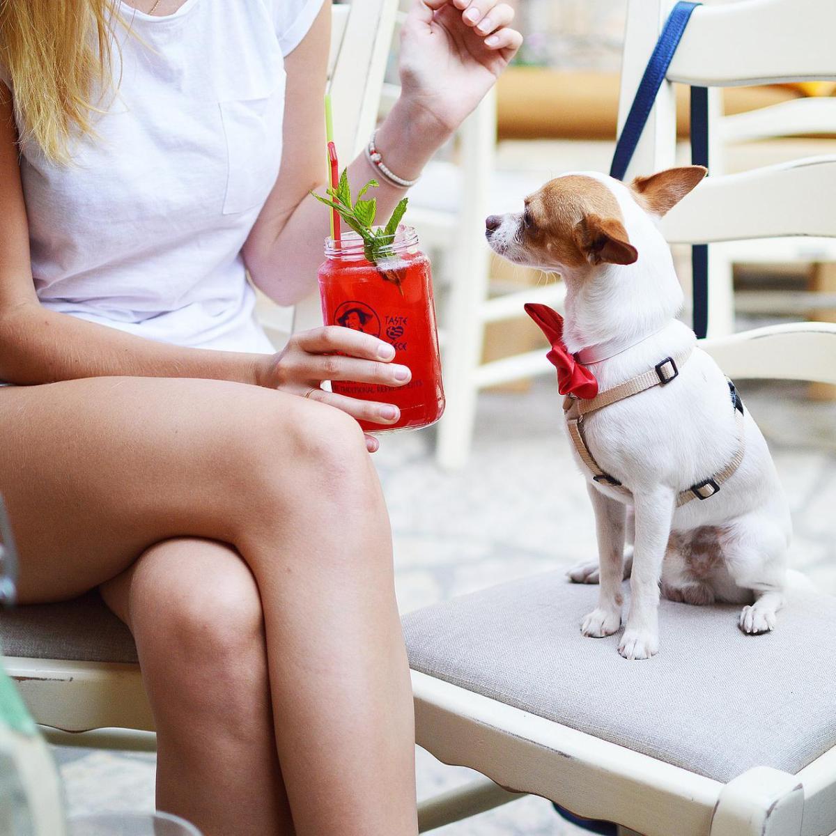 É verdade que os cachorros se parecem com os donos?