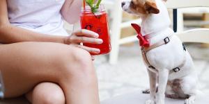 É verdade que os cachorros se parecem com os donos?