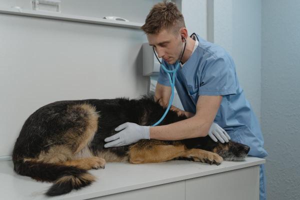Cachorro com dor de barriga: sinais - Sintomas de problemas estomacais em cachorro