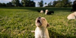 Cachorro tem soluço?