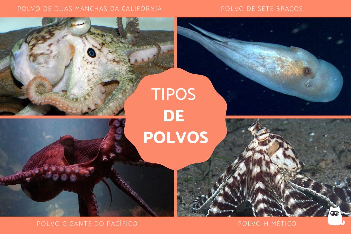 Tipos de polvos - Nomes e fotos