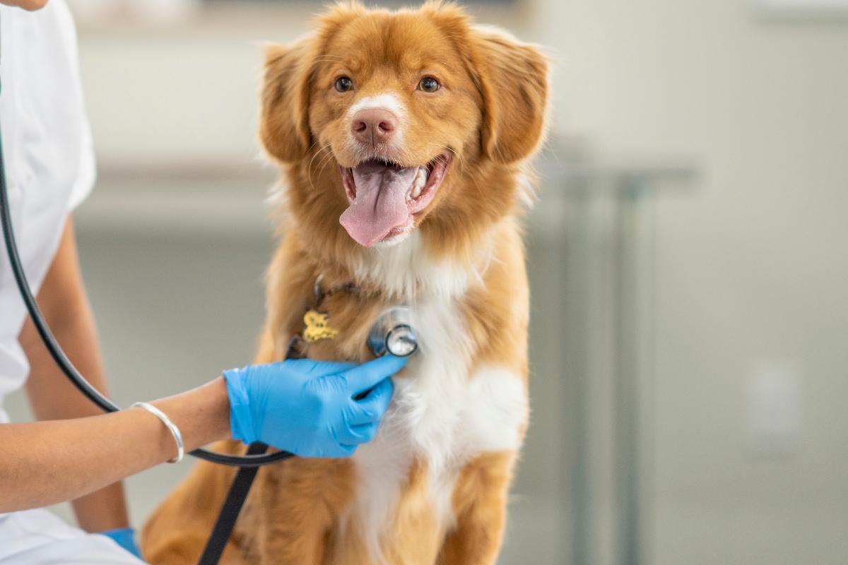 Quanto tempo vive um cachorro com problemas cardíacos?