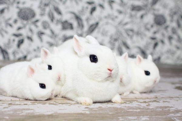 Raças de mini coelhos, anões ou toy - 10. Hotot anão ou Dwarf Hotot