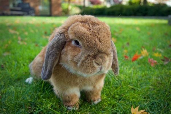 Raças de mini coelhos, anões ou toy - 6. Holland lop