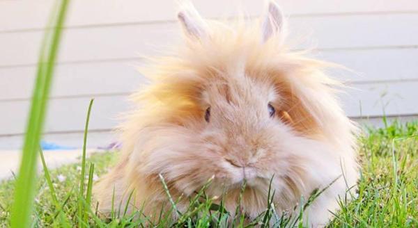 Raças de mini coelhos, anões ou toy - 8. Coelho Leão ou Lionhead