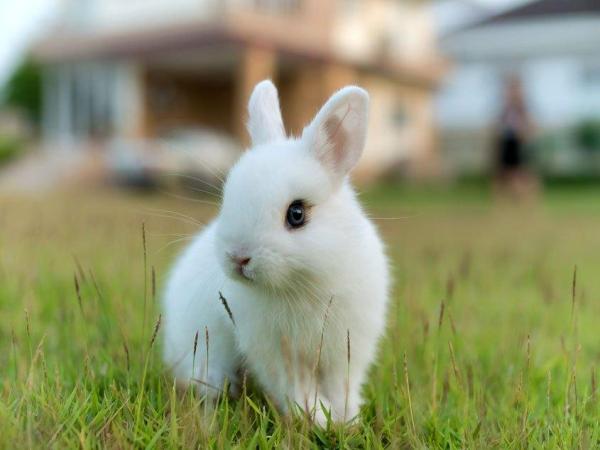 Raças de mini coelhos, anões ou toy