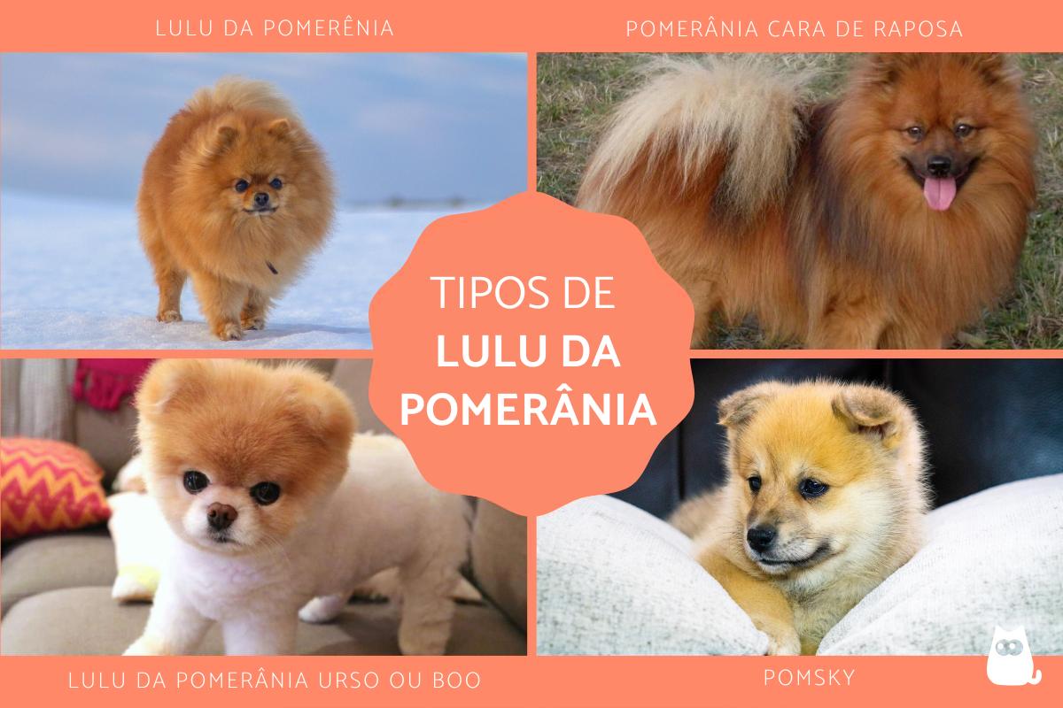 Tipos de lulu da pomerânia