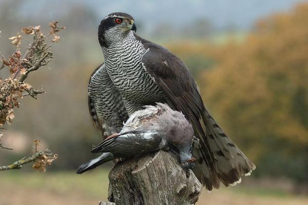 Aves de rapina: espécies e características - Açor-comum​ (Accipiter gentilis)