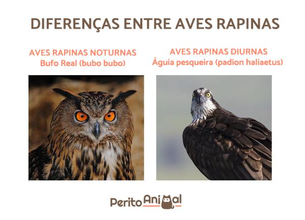 Aves de rapina: espécies e características - Aves de rapina: diferenças entre diurnas e noturnas