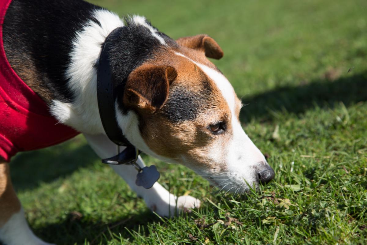 Porque meu cachorro come fezes